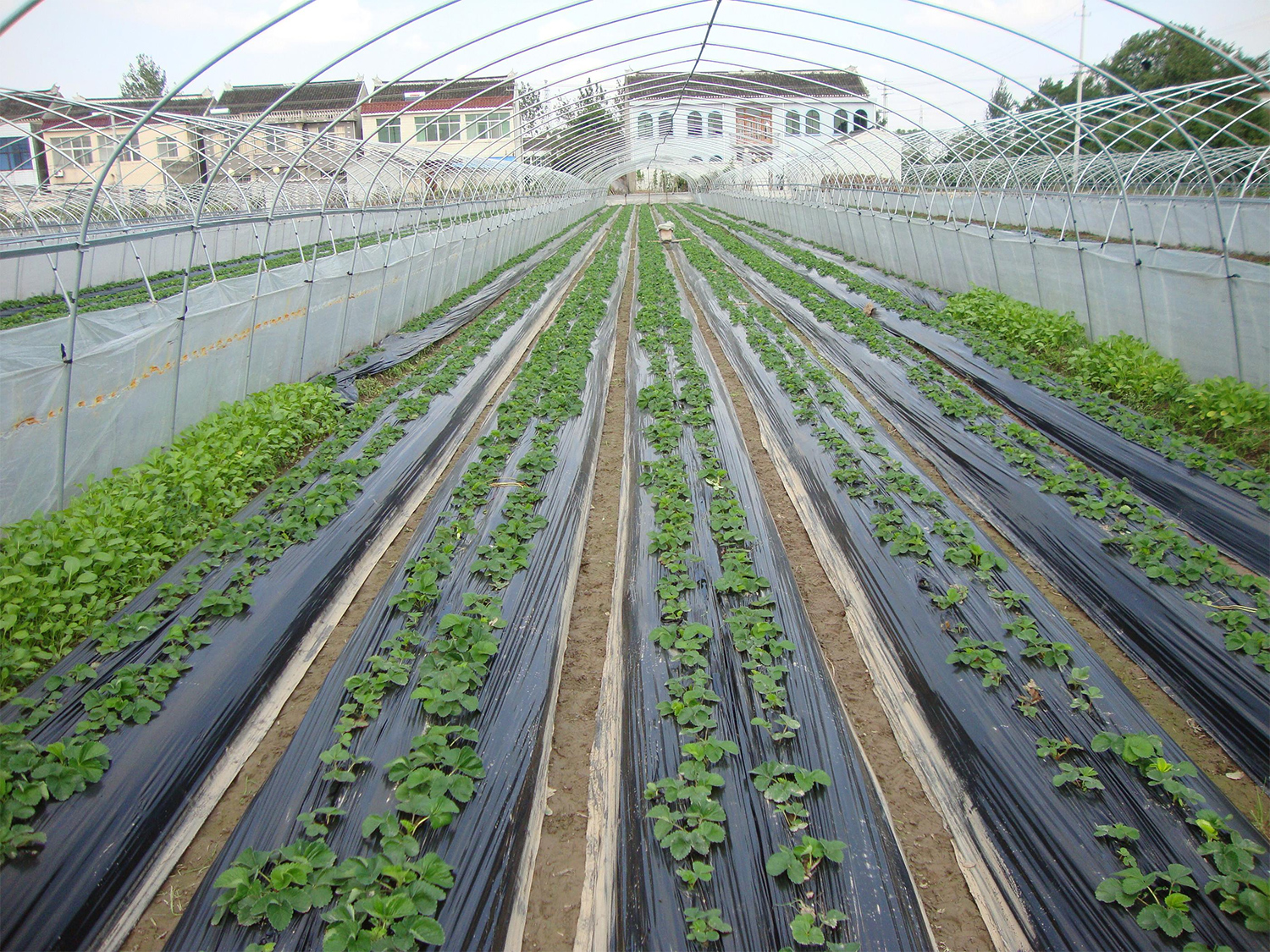 全生物降解地膜對(duì)農(nóng)業(yè)的幫助